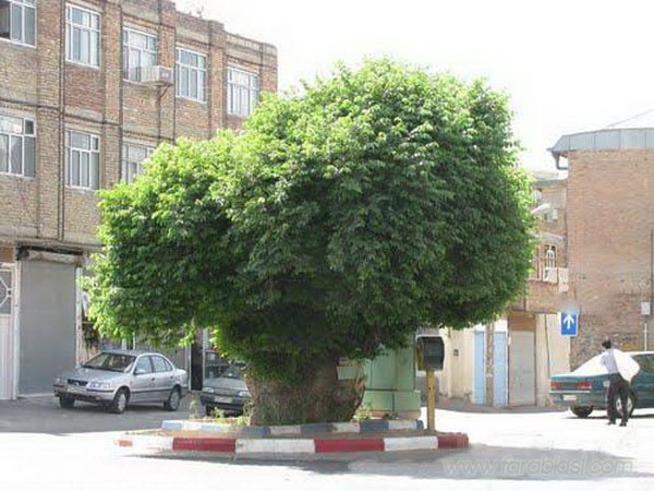 كهنسال ترین درخت مراغه